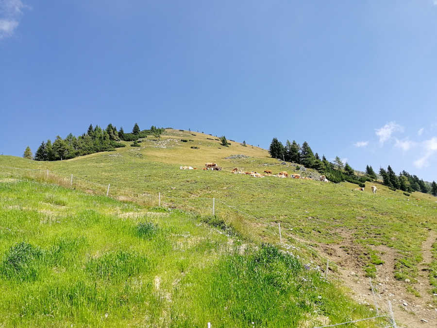 Razgled proti vrhu - vrha se ne vidi. 