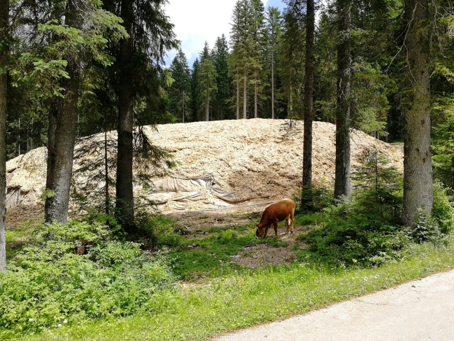 Zakamufliran kup snega (skriva se za kravo)