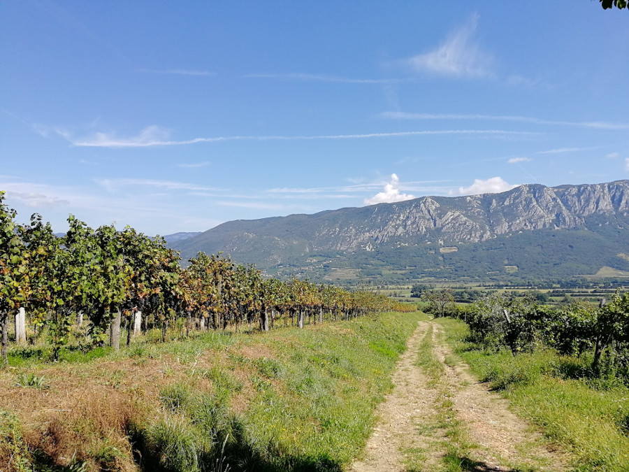 V vinogradih proti Gočam pogled proti pogorju Nanosa